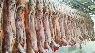 الأوقاف تواصل عملية ذبح الأضاحي استعدادا للتوزيع