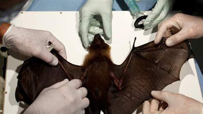 اكتشاف نوع جديد من كورونا لدى خفافيش بريطانية