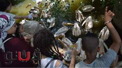 «هنأكل البط ونتصور مع الأسد».. هكذا يحتفل الأطفال في حديقة الحيوان | صور