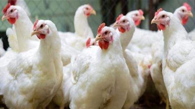 بورصة الدواجن الرئيسية 21-7-2021