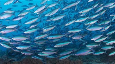 أسماك طائرة في بحيرات ولاية يوتا الأمريكية