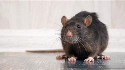 تفسير حلم عضة الفأر في المنام وعلاقته بالسحر والحسد والخلافات الزوجية