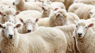 دار الإفتاء توضح الأفضل في الأضحية من أنواع الأنعام