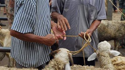 الإفتاء: لا يجوز للمسلم إعطاء الجزار شيئا من الأضحية على سبيل الأجر