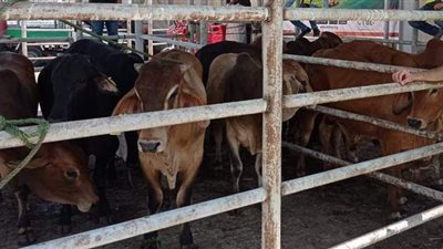 ذبح وتوزيع 203 عجل على الأسر الأكثر احتياجاً خلال عيد الأضحى بأسيوط