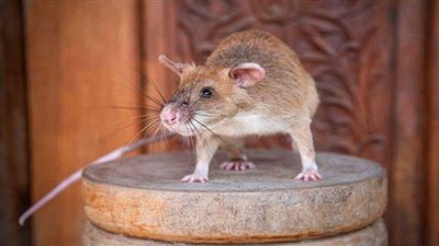 فأر ضخم يقتحم برلمان الأندلس ويثير ذعرا بين النواب الإسبان | فيديو