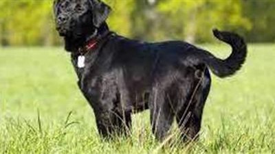 تفسير رؤية الكلب الأسود في المنام وعلاقته بارتكاب المعاصي ومرافقة أصدقاء السوء