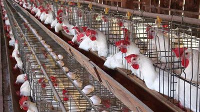 أسعار الفراخ بورصة الدواجن اليوم 24-7-2021