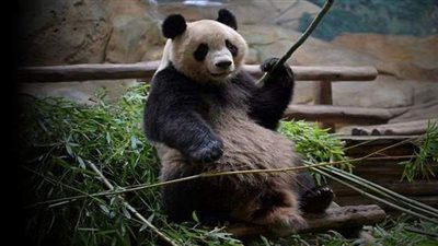 هوان هوان.. باندا فرنسية في انتظار توأم