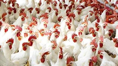 60 % تراجعا في الطلب على الدواجن خلال عيد الأضحى