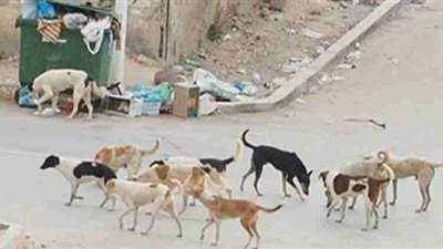بعد عقرها 10 أطفال.. حملة للقضاء على الكلاب الضالة في بنها