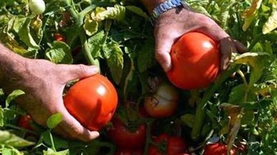 غدا.. الصناعات الغذائية تناقش أفضل الممارسات الإيطالية للإنتاج الحقلي للطماطم