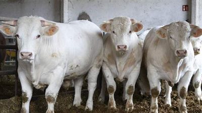 وزير الزراعة يوافق على 323 مليون جنيه لـ2350 في مشروع البتلو