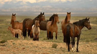 تربية الخيول.. مبادرة شبابية لتعزيز ثقافة الفروسية في الصومال
