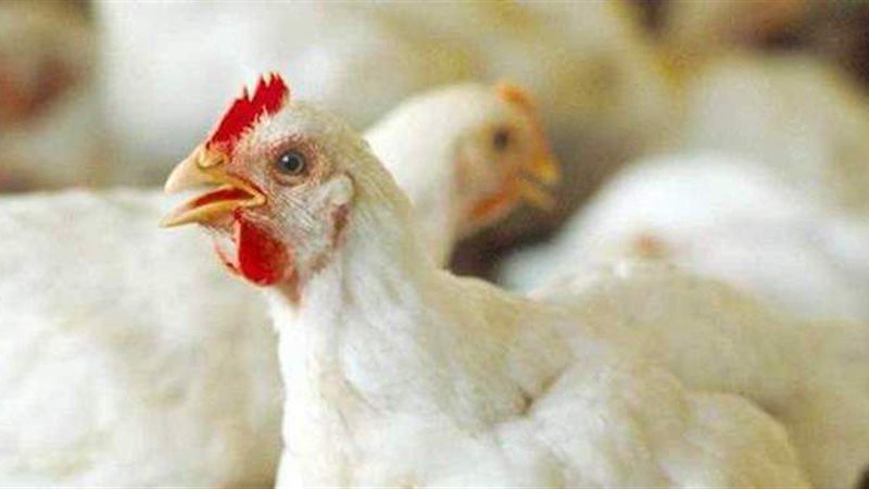 أسعار الدواجن البيضاء