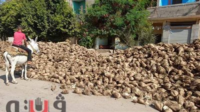 مزارعو البنجر يستغيثون بمحافظ بني سويف: 