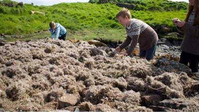 رحلة البحث عن أغلى ريش في العالم.. تعرف عليه