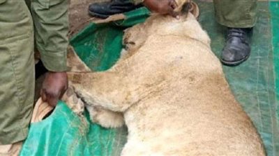 شرطة كينيا تعتقل أسدا يتجول في منطقة سكنية | صور