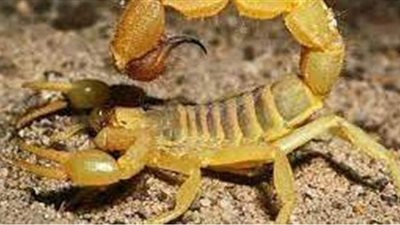 تفسير رؤية العقرب في المنام وعلاقته بالغيبة والمال الحرام