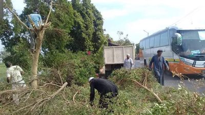 الغربية تكشف حقيقة تقطيع وبيع الأشجار الموجودة بالطرقات في مزاد علني