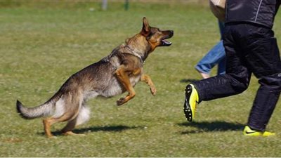 مش هتشوف الأسفلت تاني في هذه الحالة.. عقوبة استخدام كلب في الاعتداء على إنسان