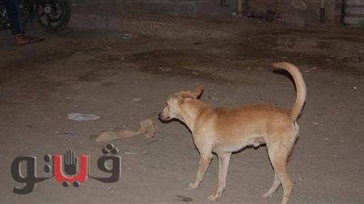 عقب شكوى الأهالي.. محافظ بني سويف يكلف بمواجهة مشكلة الكلاب الضالة