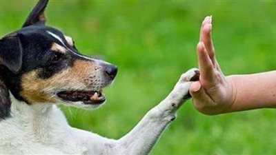 نصائح مهمة يجب اتباعها عند اقتناء كلب جديد في المنزل