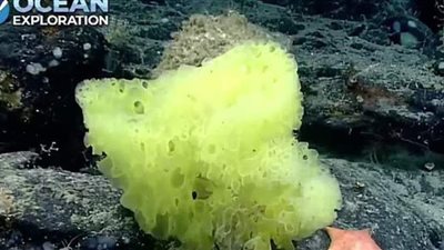 علماء بحار يعثرون على 