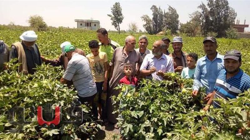 مزارعو القطن