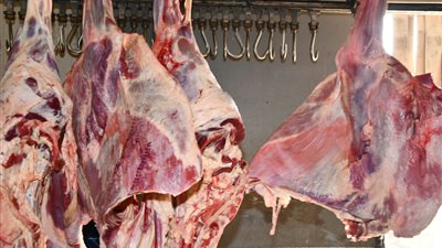  انطلاق سيارات الأوقاف لتوزيع لحوم الأضاحي إلى 5 محافظات | فيديو 