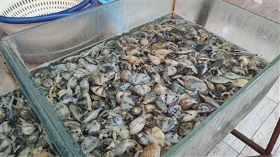 «فوسفور الغلابة».. حكاية البكلويز الأكلة الشعبية الشهيرة ببورسعيد | فيديو