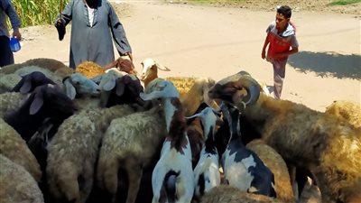 الكشف على 443 رأس ماشية بقافلتين بيطريتين في الغربية | صور