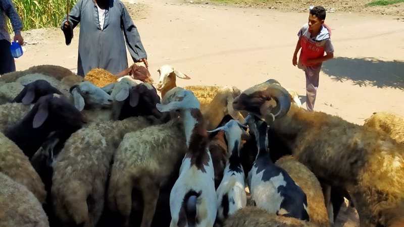 القافلة