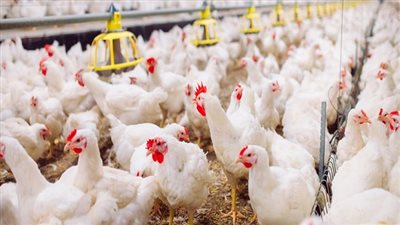 تجارية القاهرة تكشف تأثير الموجة الحارة على الدواجن 