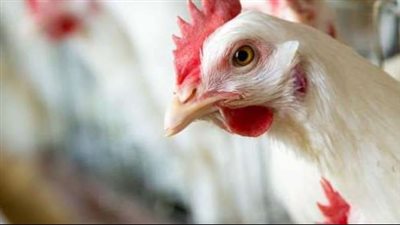 أسعار الفراخ البيضاء اليوم في الأسواق للمستهلك 1-8-2021 