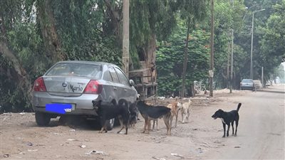 الكلاب الضالة تثير ذعر الأهالي بشوارع طنطا