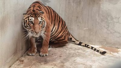 إصابة نمرين من نوع مهدد بالانقراض بكورونا