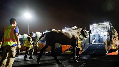 طريقة نقل الخيول المشاركة في الأولمبياد إلى طوكيو| فيديو