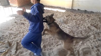  هجوم شرس لكلاب ضالة على طفل بشوارع دمياط.. والأهالي: أنقذونا نحن في خطر