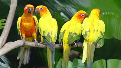 العصافير تغني وترقص في أستراليا