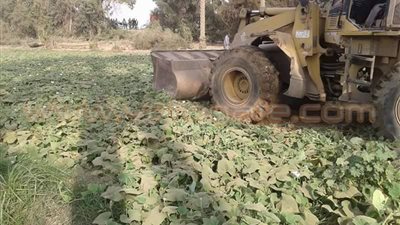 بالصور.. الجيزة تزيل زراعات على مساحة 75 فدانا تُروى بمياه الصرف