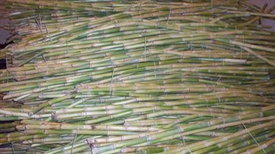 الاتحاد التعاوني يطالب برفع سعر توريد القصب دعما للفلاح