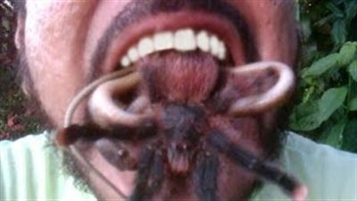 بالفيديو.. رجل يخاطر بحياته بوضع ثعابين وعناكب سامة في فمه