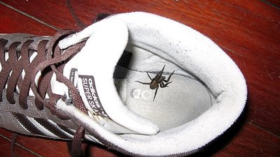 بالفيديو والصور.. «الأحذية» تثير ذعر السياح بإستراليا