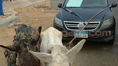 بالصور.. رجل يجر سيارة «فولكس» بـ «حمارين» اعتراضًا على سوء أداء التوكيل