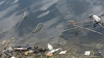 بالصور.. استياء بين أهالي كفرالشيخ بسبب نفوق الأسماك فى فوه