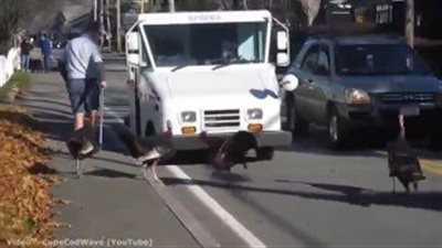 بالفيديو.. ديوك الرومي الغاضبة تطارد ساعي البريد