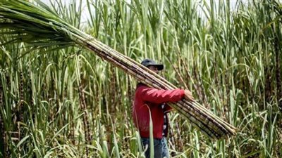 «التموين»: 720 جنيها سعر توريد قصب السكر.. وخطة استثمارية لتطوير صناعته