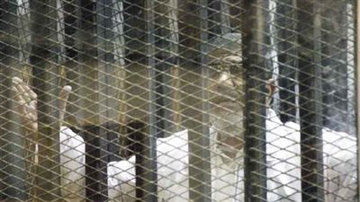 مصدر قضائي: حضور «المعزول» جلسات محاكمته بيد «الأمن»