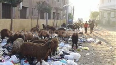 بالصور.. «الماعز والقمامة» تحاصران طلاب مدرسة جديلة بالدقهلية